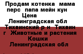 Продам котенка (мама-перс, папа-мейн-кун) › Цена ­ 3 000 - Ленинградская обл., Тихвинский р-н, Тихвин г. Животные и растения » Кошки   . Ленинградская обл.